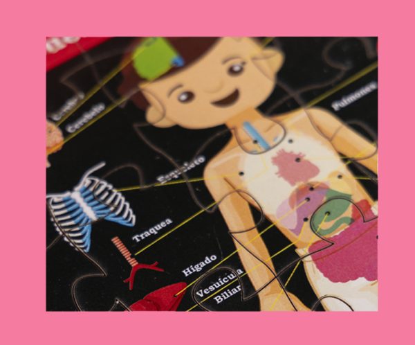 El cuerpo y sus órganos