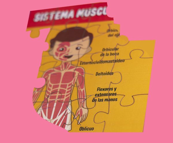 Rompecabezas sistema muscular